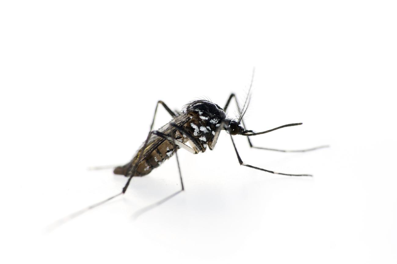 The Benefits of Using Mosquito Larvicide for Pest Control