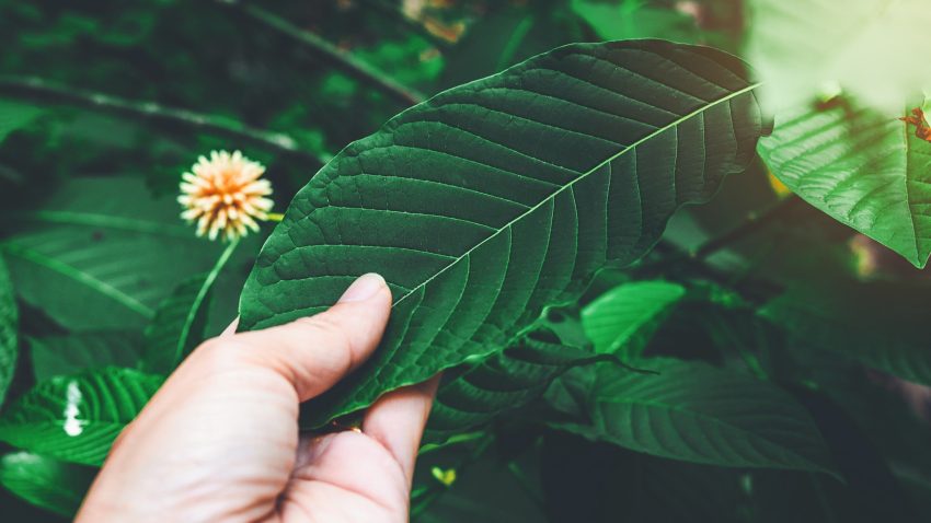 Exploring Local Kratom Stores Where to Make Your Purchase